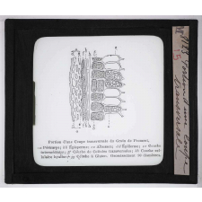 Les Plantes de grande culture. Portion d'une coupe transversale du grain de froment.