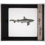Les Poissons. Requin.