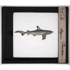 Les Poissons. Requin.