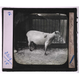 Races de bœufs, porcs, moutons. Mouton South. 