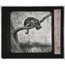 La Chasse. Chat sauvage à l'affût sur un arbre.