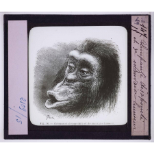 L'Expression des émotions chez les animaux et chez l'homme. Chimpanzé désapointé et de mauvais humeur.