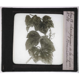 Les Maladies cryptogamiques de la vigne. Brunissure.