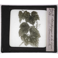 Les Maladies cryptogamiques de la vigne. Brunissure.