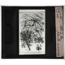 Les Plantes curieuses. Arbre à cire.