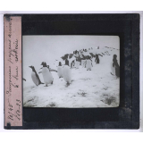 La Vie et les moeurs du pingouin Adélie. Pingouins papous arrivant à leur rookerie.