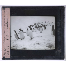 La Vie et les moeurs du pingouin Adélie. Pingouins papous arrivant à leur rookerie.