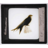 Les Oiseaux utiles. Martinet.