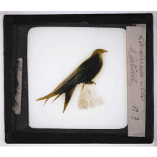 Les Oiseaux utiles. Martinet.