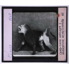 Singes et lémuriens. Cynocéphale hamadryas (Afrique Nord-Est).