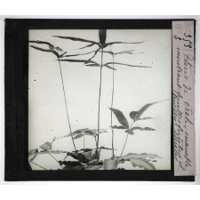 Les Plantes sans fleurs. Ptéris de Crète ; ensemble montrant les feuilles fertiles et les feuilles stériles.