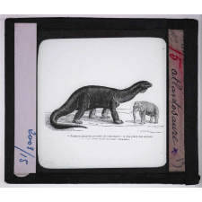 Les Animaux disparus. Atlantosaure.