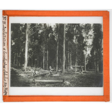 Algérie, cultures. Exploitation d'Eucalyptus globulus Aïn Mokra.