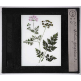 Les Plantes vénéneuses. Æthusa cynapium.