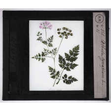 Les Plantes vénéneuses. Æthusa cynapium.