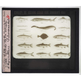 Les Adaptations à la natation chez les animaux. Tableau de la société d'agriculture. Salmonidés.
