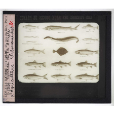 Les Adaptations à la natation chez les animaux. Tableau de la société d'agriculture. Salmonidés.