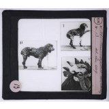 Maladies transmises à l'homme par les animaux. Microsporie du chien et du coq.