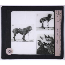 Maladies transmises à l'homme par les animaux. Microsporie du chien et du coq.