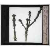 Les Bourgeons. Jeunes bourgeon de frêne élevé.