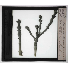 Les Bourgeons. Jeunes bourgeon de frêne élevé.