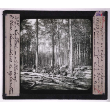 La Forêt. Notions élémentaires de sylviculture. Futaie de chênes. Peuplement pur et uniforme à l'état de coupe d'ensemencement. Forêt de Bercé.
