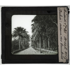 Le Brésil. Bahia : avenue des Bambous.