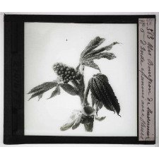 Les Bourgeons. Bourgeon de Marronnier d'Inde épanoui avec fleurs.