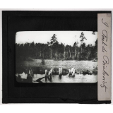 Pologne. Forêt de Bialovietz.