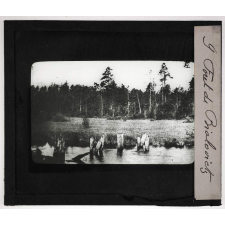 Pologne. Forêt de Bialovietz.