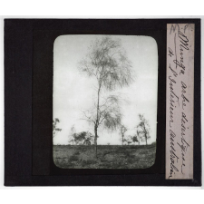 Australie. Munga arbre désertique de l'Intérieur australien.