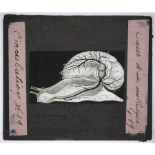 Circulation du sang. Cœur d'un mollusque.