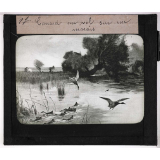 La Chasse. Canard en vol sur un marais.