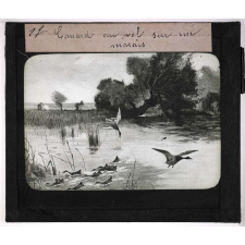La Chasse. Canard en vol sur un marais.