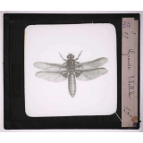 Les Insectes et les arachnides. Grande libellule.