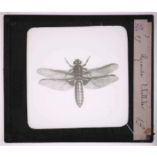 Les Insectes et les arachnides. Grande libellule.