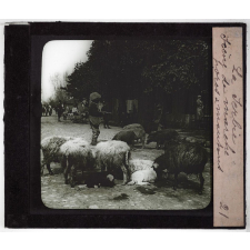 La Serbie. Scène de marché, porcs & moutons.