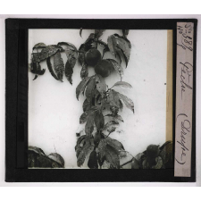 L'Ovaire et le fruit. Pêche (Drupe).