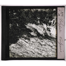 Les Fougères. Polypode vulgaire.