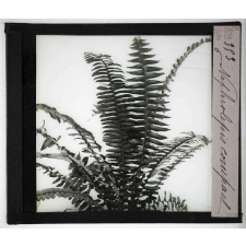 Les Plantes sans fleurs. Néphrolépis compact.