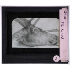 Peinture allemande. Dürer. Tête de cerf.
