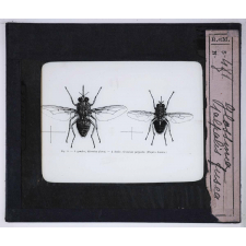 Les Trypanosomiases et la maladie du sommeil. Glossina palpalis, fusca.