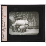 Locomotion terrestre chez les animaux. Eléphant.