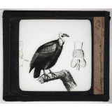 Les Oiseaux (grands rapaces). Le vautour fauve.