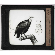 Les Oiseaux (grands rapaces). Le vautour fauve.