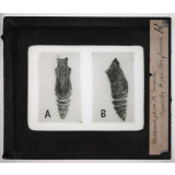 Métamorphoses des insectes. Nymphe de papillon diurne.