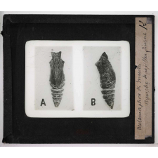 Métamorphoses des insectes. Nymphe de papillon diurne.