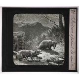 La Chasse. Blaireau opérant la nuit.