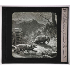 La Chasse. Blaireau opérant la nuit.