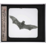 Les Adaptations au vol chez les animaux. Vespurtilia pipistrellus.